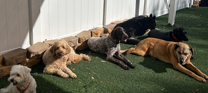 Dog cams