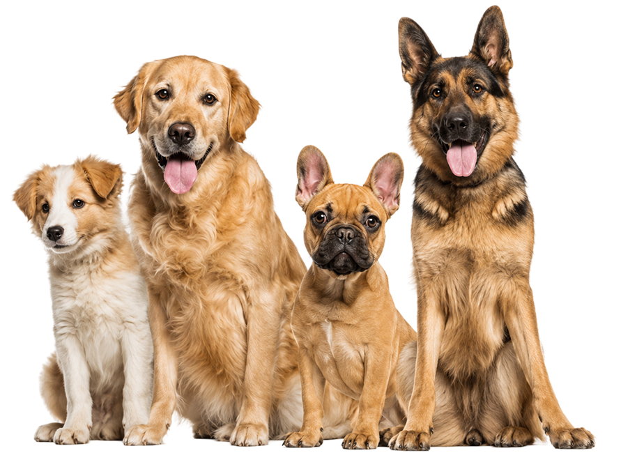 Grouped By Temperament, Not Size