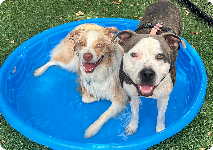 Dog day care