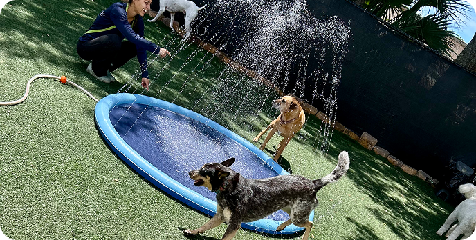 get your dog the perfect pack