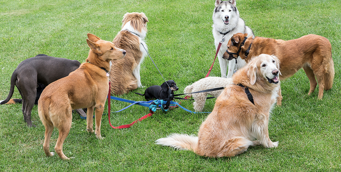 get your dog the perfect pack