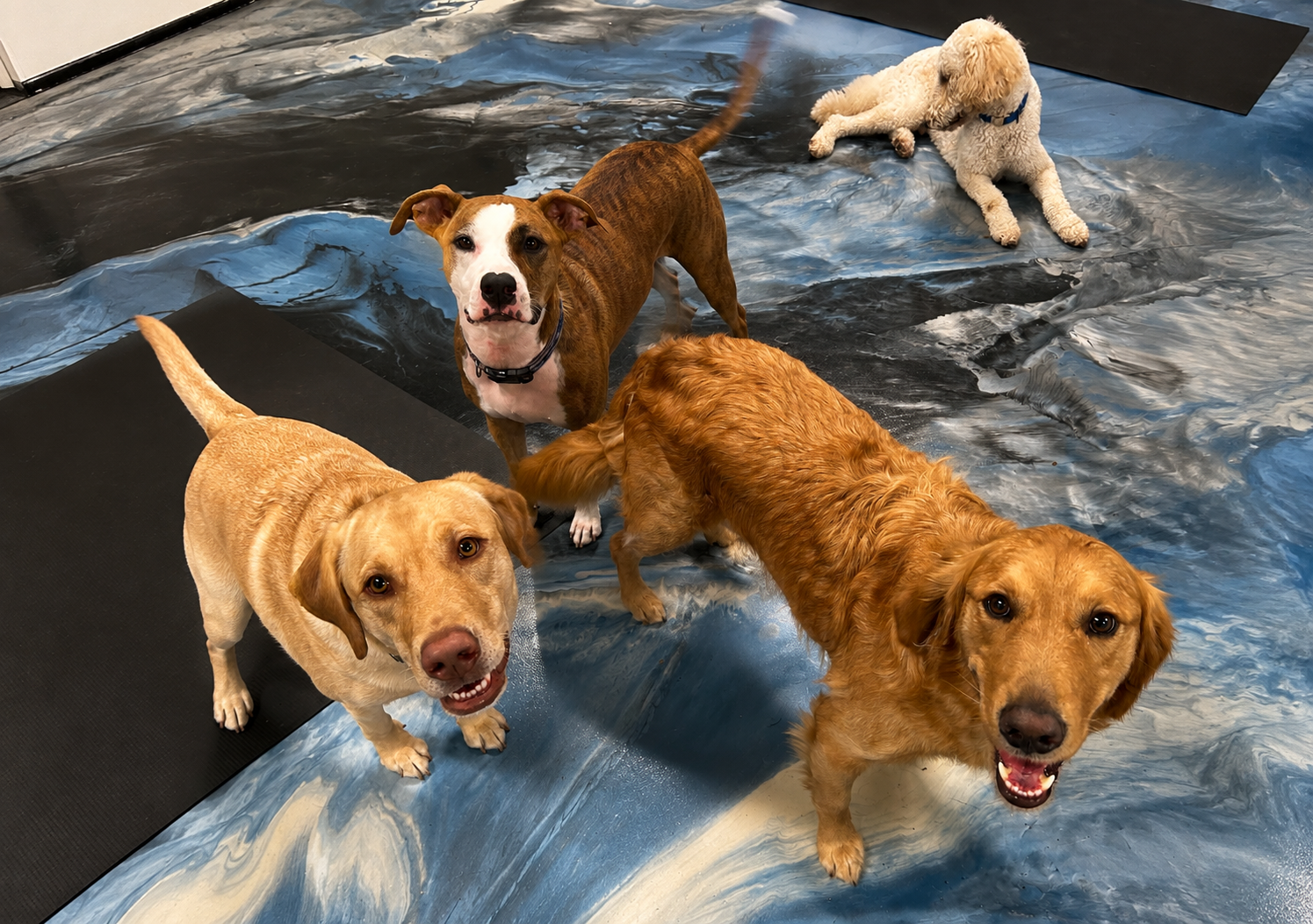 dog-cams